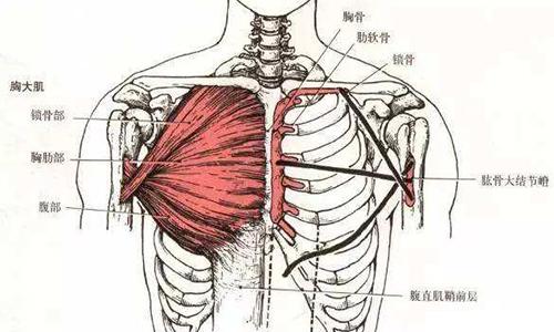 做完俯卧撑腋下疼是怎么回事（做完俯卧撑后腋下附近肌肉痛）