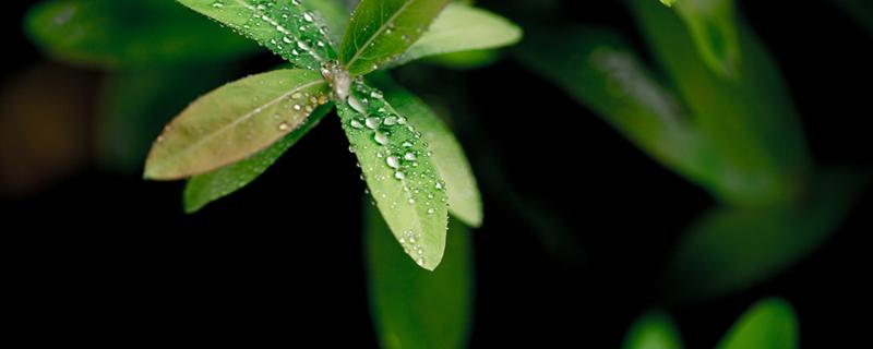 白露下雨好还是不下雨好 白露下雨好还是晴天好