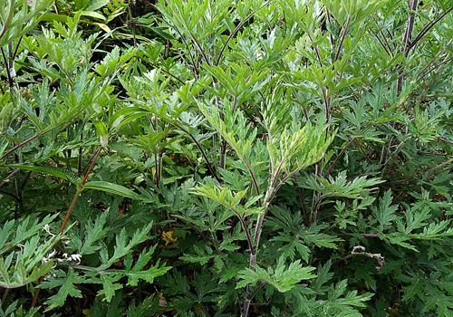 坐月子能喝艾叶水吗(月子可以喝艾叶水吗?)