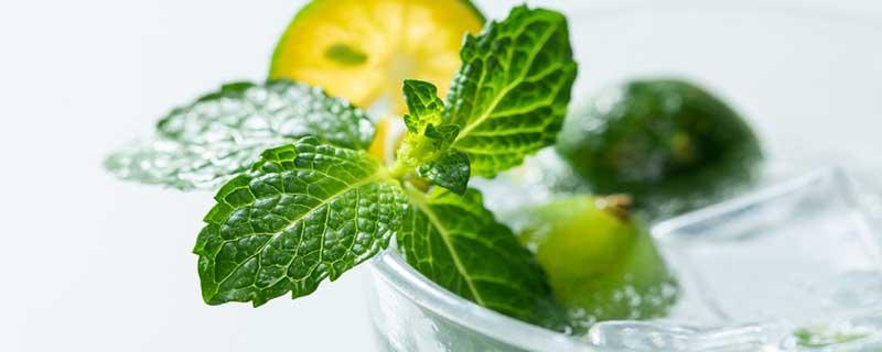 新鲜的薄荷叶可以直接泡水喝吗（新鲜薄荷叶子可以直接泡水喝吗）