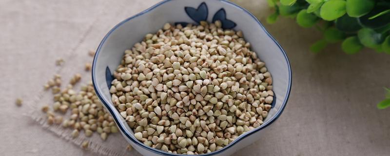 苦荞麦如何泡茶喝（苦荞麦可以直接泡茶喝吗）