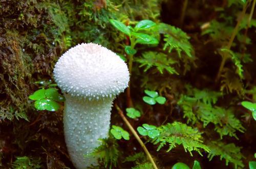 毒蘑菇怎么分辨 毒蘑菇怎么分辨好坏