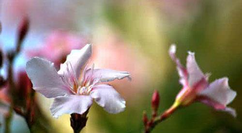 夹竹桃有毒吗（夹竹桃有毒吗手摸有危险不）