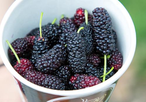 补肾吃什么水果效果好（吃什么水果补肾吗）