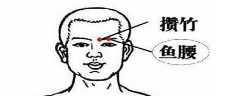 鱼腰在哪个部位图片（鱼腰在什么位置）