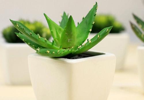 常见花卉的浇水宝典 各类花卉植物的浇水原则