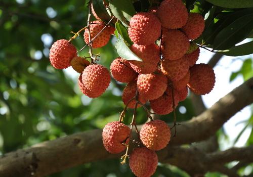 小孩一天能吃几个荔枝 小孩荔枝吃多了居然会这样