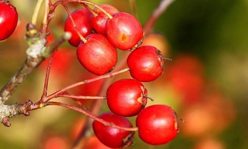 胃反酸能吃山楂吗 胃不好可以吃这些