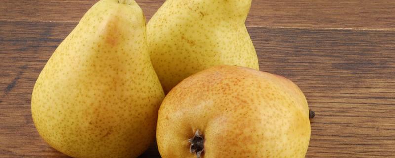 吃雪梨可以减肥吗