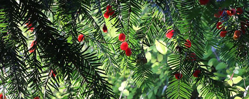 红豆杉果子吃多少会中毒（红豆杉果实有毒吗一次吃多少）