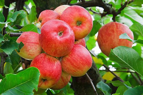 每天吃苹果能减肥吗 吃苹果减肥方法