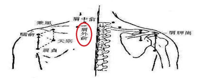 肩外俞在哪里（肩外俞在什么位置）