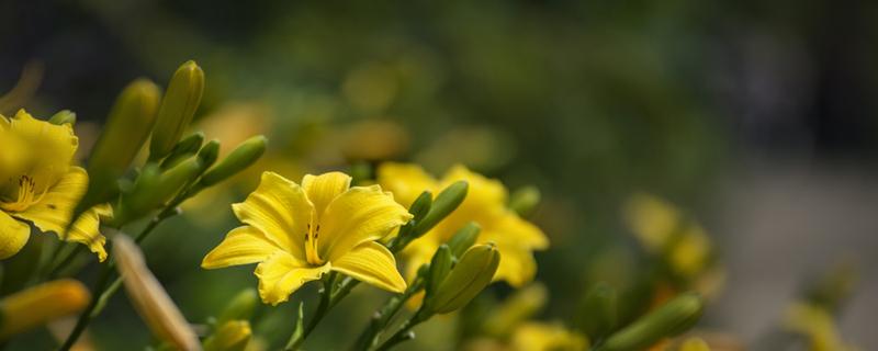 黄花菜的心为什么要抽出来 新鲜黄花菜抽芯吗