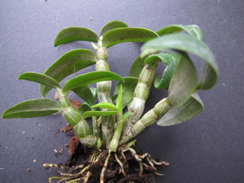 铁皮石斛适合哪些人吃 哪些人不适合吃铁皮石斛?