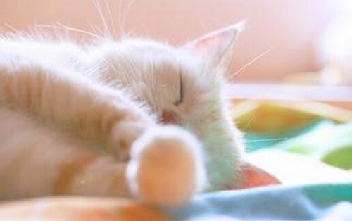 午睡多久最合适（午睡多久最合适减肥）