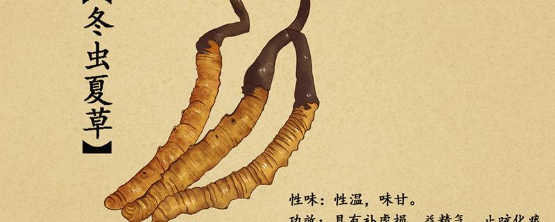 冬虫夏草哪些人不适合服用 什么人不宜喝冬虫夏草