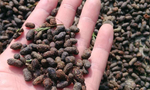 五灵脂的营养价值