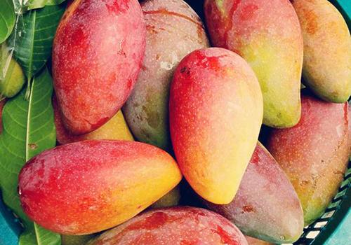 女生为什么不能吃芒果 女生为啥不能吃芒果