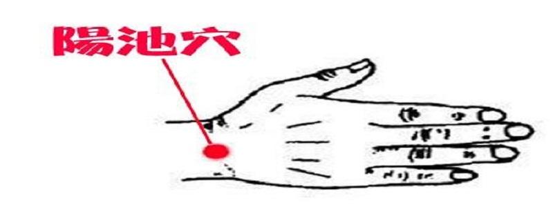 阳池在胳膊哪个位置图（膊阳池是成人的什么位置）