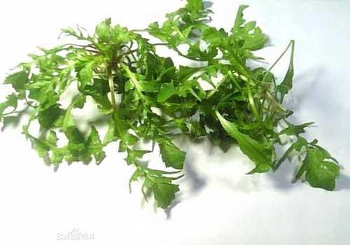 荠菜二岁宝宝可以吃吗 有什么好处？能吃多少？