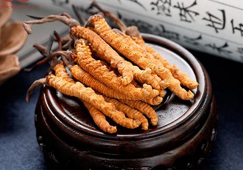 冬虫夏草癌症能吃吗（为什么癌症的人不能吃冬虫夏草）