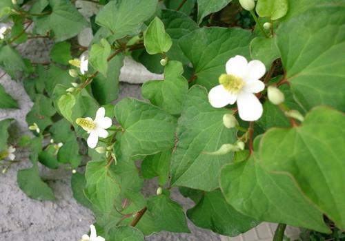 鱼腥草茶可以长期喝吗 常喝鱼腥草茶有副作用吗