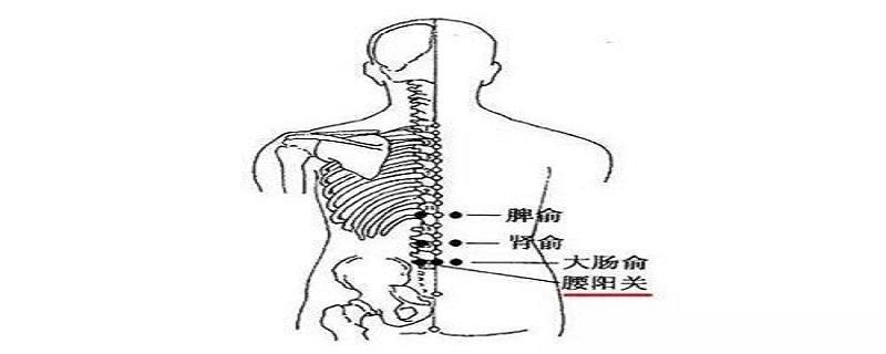 腰阳关的准确位置视频 腰阳关的准确位置视频讲解