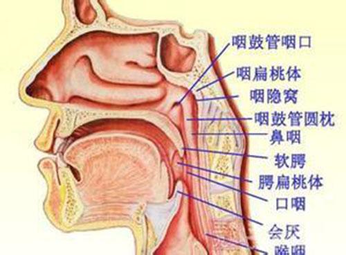 鼻咽癌是什么引起的 鼻咽癌是啥引起的