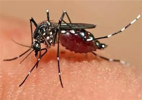 蚊子咬了怎么消肿止痒最快 蚊子咬了怎么消肿止痒最快土方法