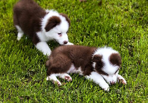 家里养宠物狗对孕妇有影响吗（家里养宠物狗对怀孕的人有影响吗?）