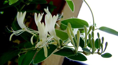 金银花可以放卧室吗 金银花放卧室对身体有害吗