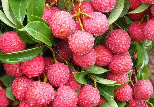 上火可以吃荔枝吗 荔枝这样吃不会上火