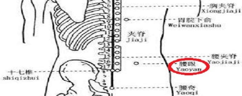 腰眼的准确位置图片 腰眼的准确位置图片的准确位置图