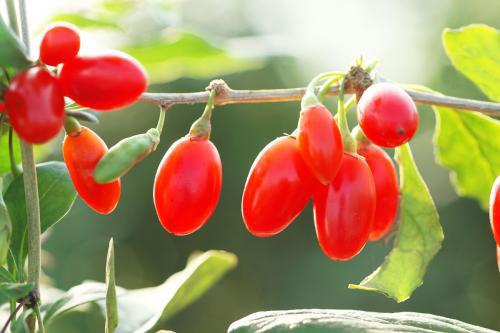 长期吃枸杞有什么好处 男性长期吃枸杞有什么好处