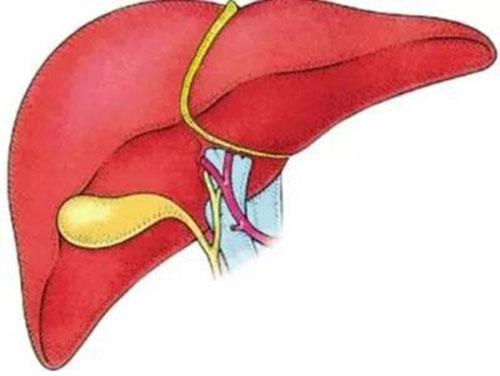 如何日常养肝（如何日常养肝健脾）