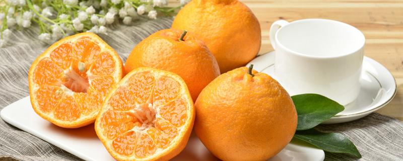 耙耙柑性温还是性寒（耙耙柑性温还是性凉）