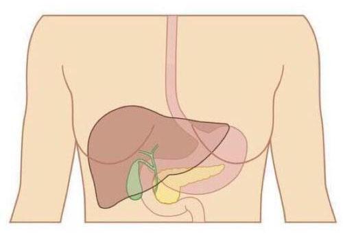 肝血管瘤和肝癌的区别 肝脏血管瘤和肝癌区别