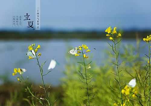 立夏是阳历几月几日 立夏是几月几日?