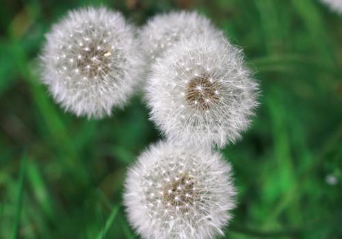 蒲公英泡水可以加糖吗 红糖白糖千万别乱加!