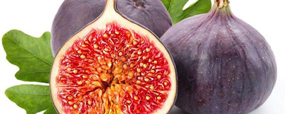 无花果叶子能治痔疮吗 无花果叶子真的能治痔疮吗