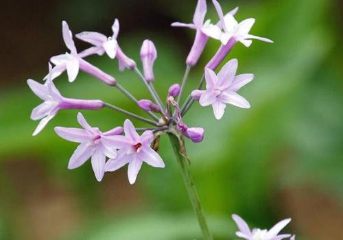 芫花的营养价值