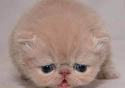 晚上饿着肚子睡觉好吗（睡觉时饿肚子好吗）