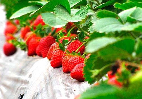 泡水喝的东西都有什么 失眠泡水喝的东西都有什么