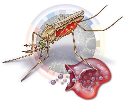 疟疾的传播途径是什么 疟疾的传播途径是什么?