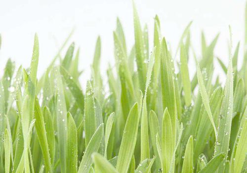 雨水节气还冷吗 雨水节气还冷吗?