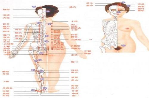 足太阳膀胱经经络示意图（足太阳膀胱经经络示意图图）