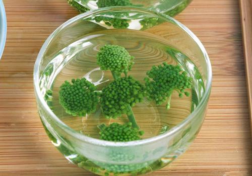 护肝养肝喝什么茶 养肝茶有哪些