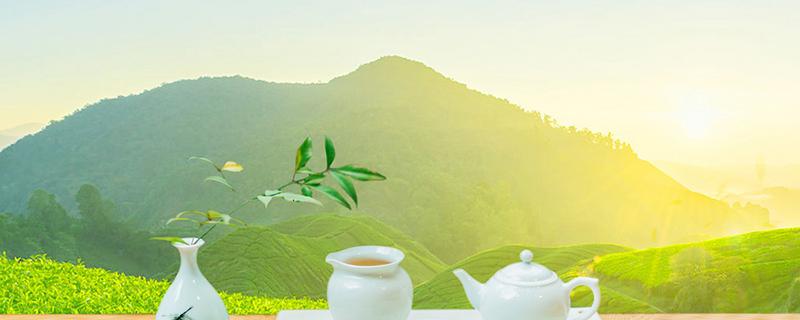 苦丁茶小叶好还是大叶好 苦丁茶小叶好还是大叶好喝