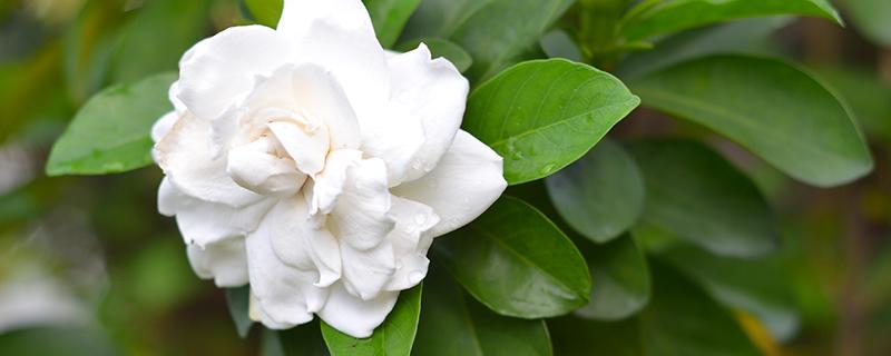 栀子花会引起鼻炎吗 容易引起鼻炎