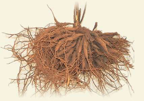 天冬是什么(天冬是什么样子的图片)